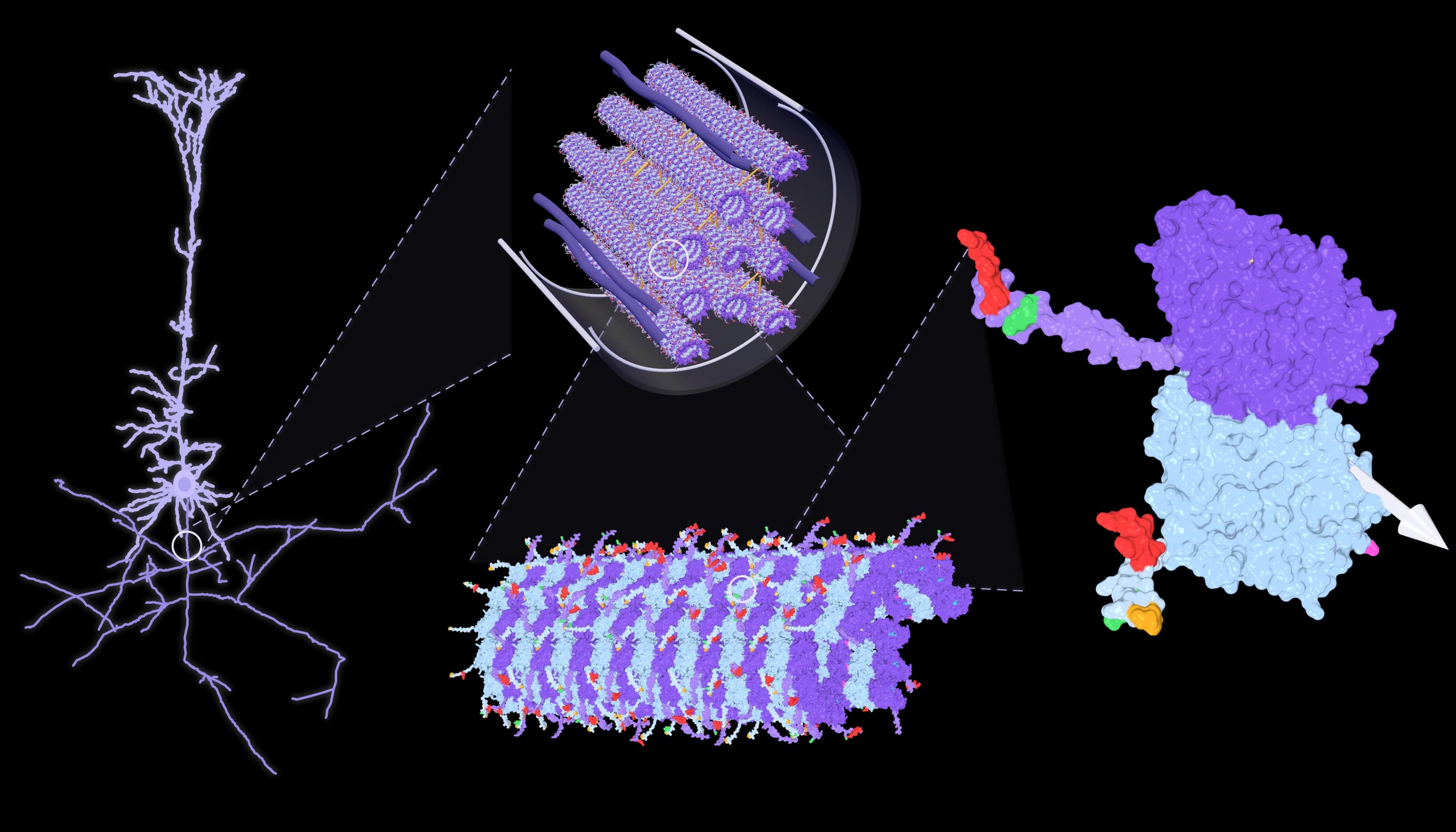 Zooming in from a neuron, to a bundle of microtubules inside it, to a single microtubule, to one tubulin dimer.