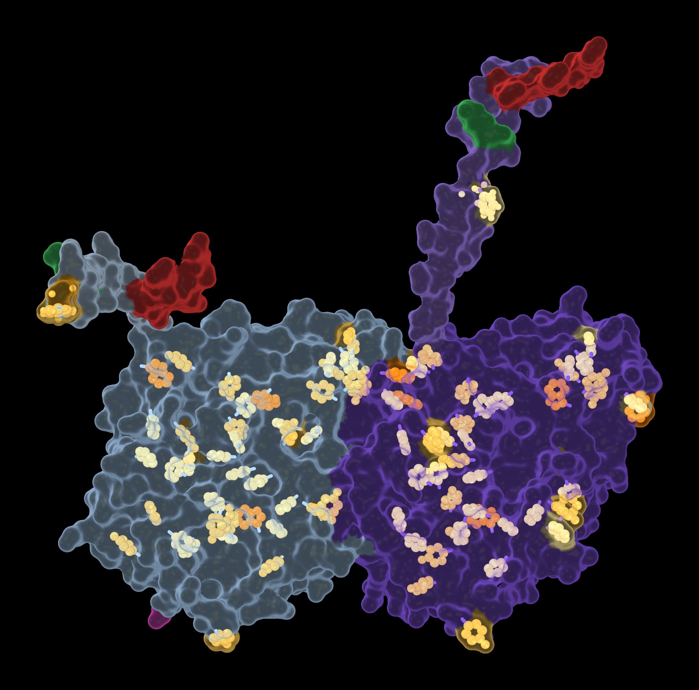 A tubulin dimer: α tubulin (blue) joined to β tubulin (violet), with its aromatic amino acids highlighted in yellow and orange.